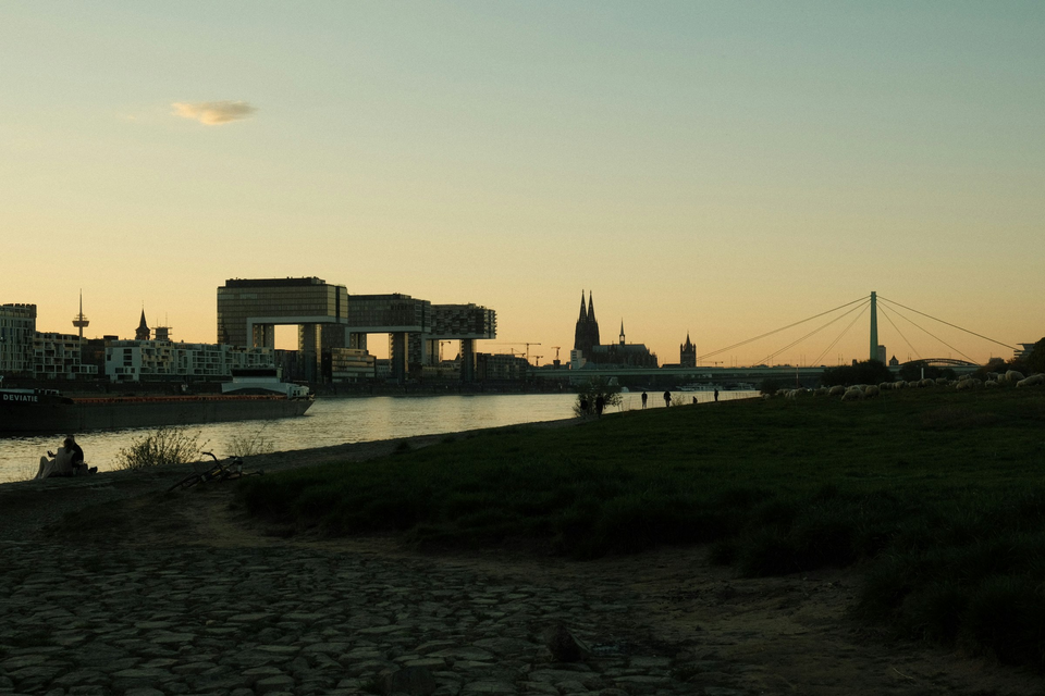 Abendlicher Blick von den Poller Wiesen über den Rhein auf Kranhäuser, Dom und Severinsbrücke; rechts weiden Schafe